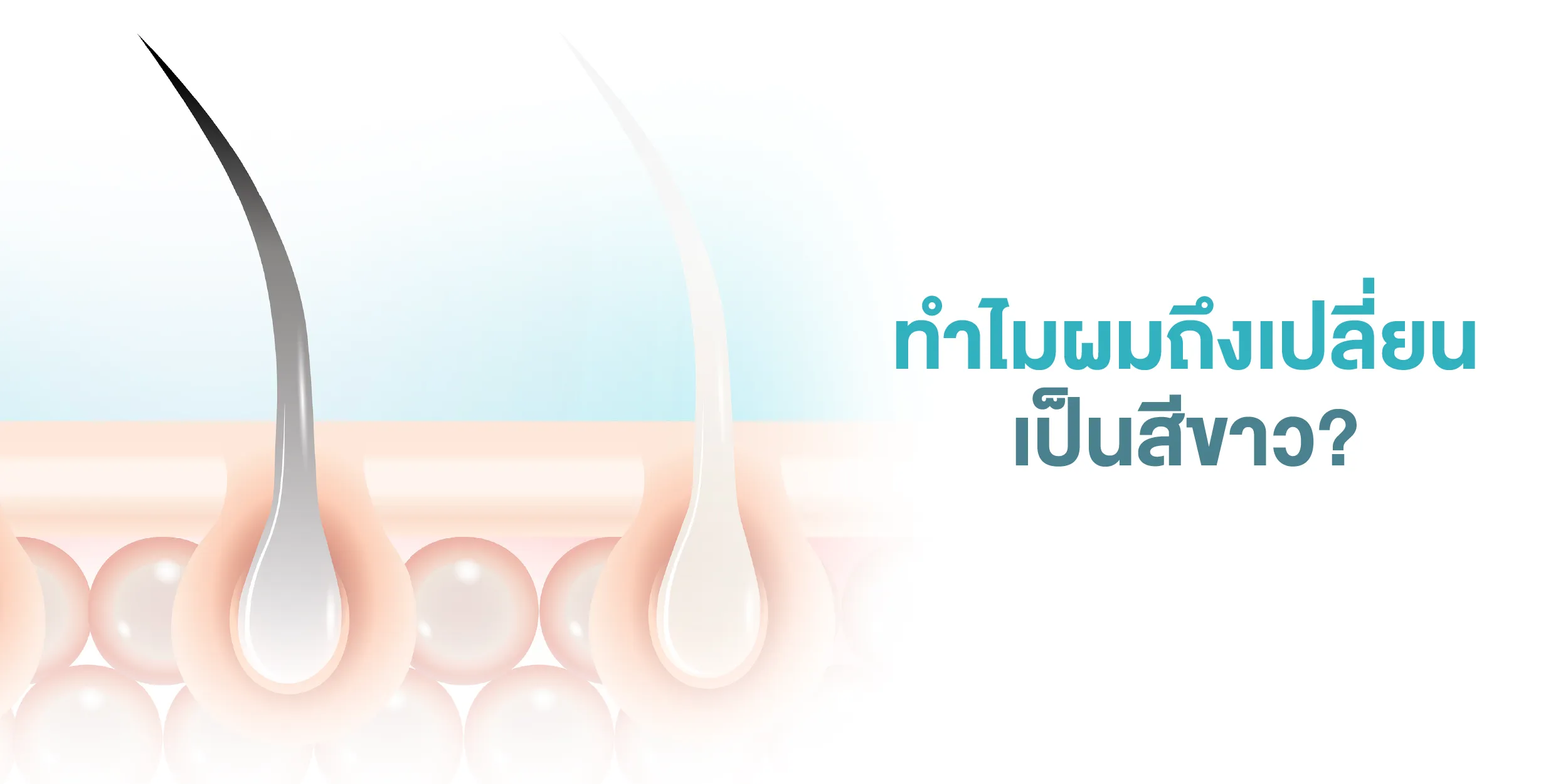 ทำไมผมถึงเปลี่ยนเป็นสีขาว