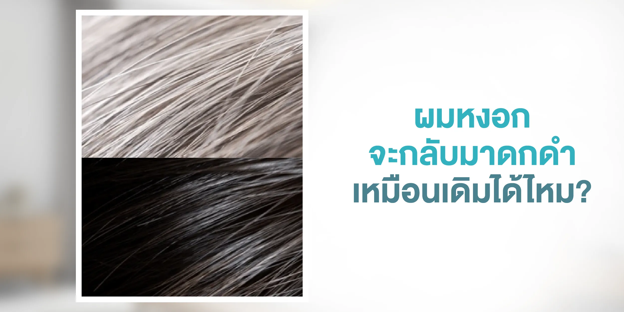 ผมหงอกจะกลับมาดกดำเหมือนเดิมได้ไหม